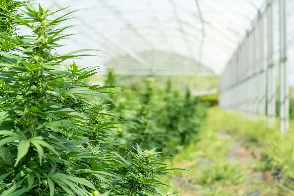 Cannabis growing inside a greenhouse, ready to be prepped for a doob tube.